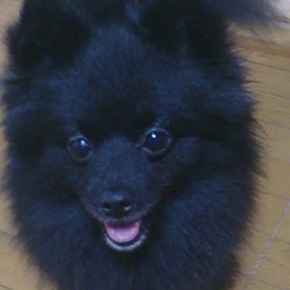 ポメラニアン約１歳の里親募集