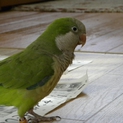 オキナインコ