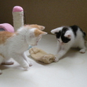 可愛い兄弟です