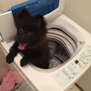 急募！5ヶ月の黒ぽめ！