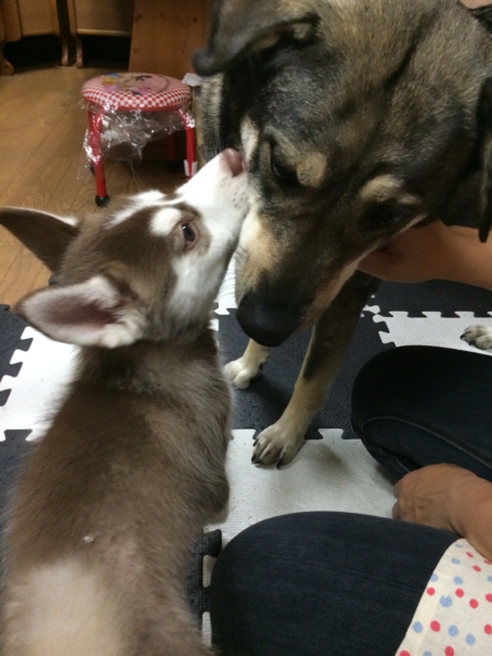 急募 2ヶ月のハスキー 静岡県 犬の里親募集 ペットのおうち 月間利用者150万人