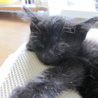 気だての良いふわふわの黒猫　ごくう君　動画あり