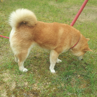 メスの柴犬 里親さん決定しました