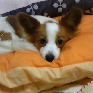 パピヨン白茶のメスのお母さんになって下さい