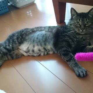 幸運の猫さん