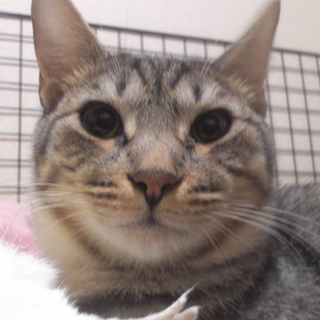 美しいグレー系キジトラ、チュアブル