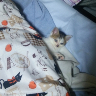 三毛猫の女の子２ヶ月です！