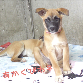 保健所より引取り、人大好きな子犬兄妹。