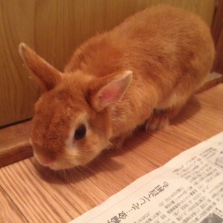里親募集しています。