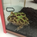 ベルツノガエル
