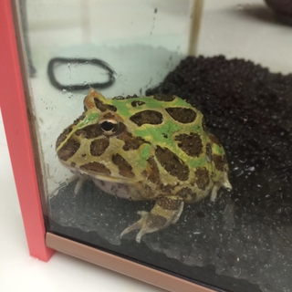 ベルツノガエル