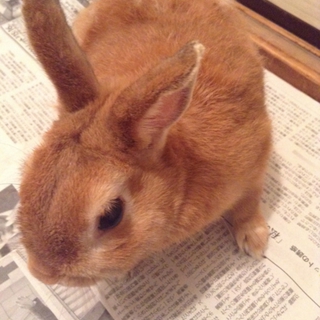 里親募集しています。ネザーランド NO.2