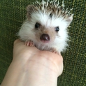 ハリネズミ♀スタンダード