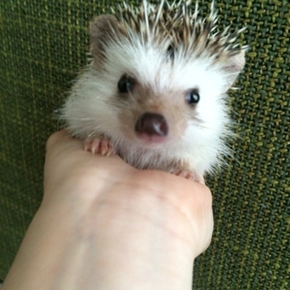 ハリネズミ♀スタンダード
