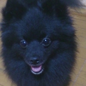 ポメラニアン　メス　約１歳