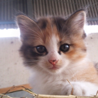 ２ヶ月の子猫です、かわいです