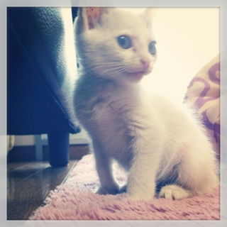 急募！2ヶ月にみたない子猫です。