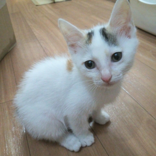 三毛猫ちゃん＊生後３ヶ月