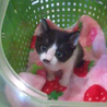 あじさいちゃんとでんでんくん サムネイル5