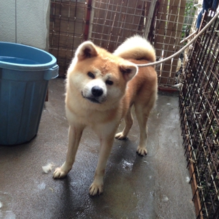 可愛がってあげてください（＞＜）