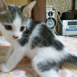 子猫の里親募集