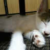 子猫の里親募集 サムネイル5