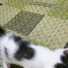 子猫の里親募集 サムネイル4