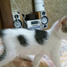 子猫の里親募集 サムネイル3