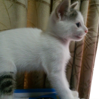 子猫の里親募集