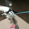 甘えっ子白黒君 サムネイル2