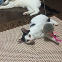 甘えっ子白黒君