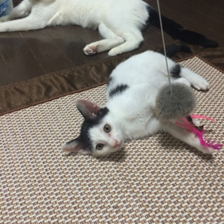 甘えっ子白黒君