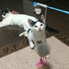 甘えっ子白黒君 サムネイル3