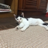 甘えっ子白黒君 サムネイル6