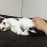 甘えっ子白黒君 サムネイル5