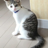 白キジ男の子◆ころちゃん サムネイル2