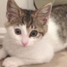 白キジ男の子◆ころちゃん サムネイル3