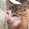 白キジ男の子◆ころちゃん サムネイル4