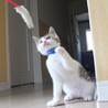 白キジ男の子◆ころちゃん サムネイル6