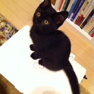 ふわふわの黒猫ちゃん