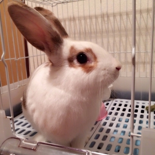 里親様決まりました(^^)