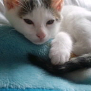 子猫（オス）の里親をさがしています