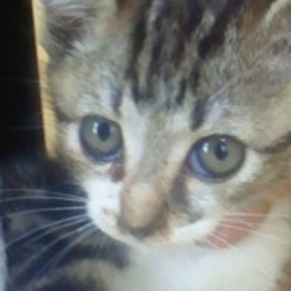 かわいい仔猫