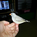 手乗りキンカ鳥