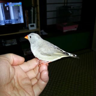 手乗りキンカ鳥