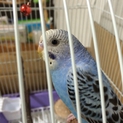 セキセイインコの里親を募集しています★