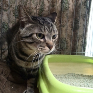 オス猫