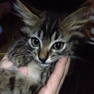子猫の里親さんを探しています