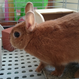 ネザーランドの里親募集です！