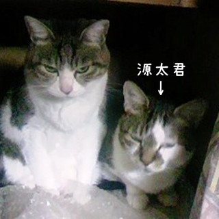 緊急!命の期限が迫っている子に愛の手を! 
